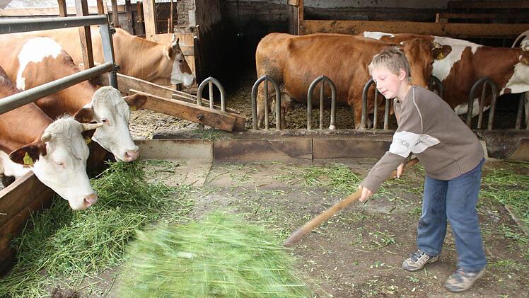 Der Neunjährige füttert die Kühe auf dem Erlebnishof in Ochsenschenkel.