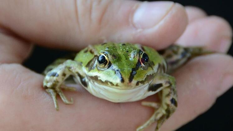 Frosch fangen, anschauen und wieder ins Wasser setzen. Foto: Elisabeth Assmann