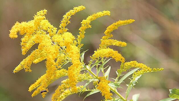 Die Goldrute verdankt ihrem Namen ihren fast goldenen Blüten