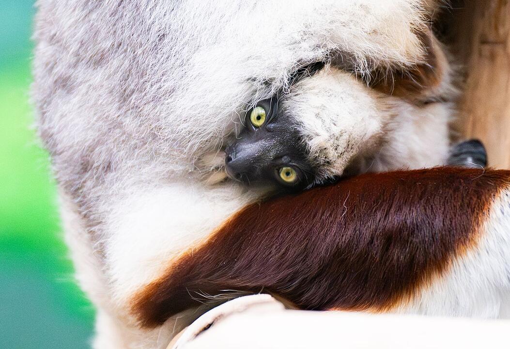 Nachwuchs bei seltenen Coquerel-Sifakas