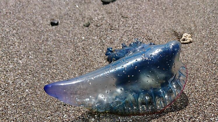 Eine Qualle der Gattung Portugiesische Galeere. Vor der K&uuml;ste der Inselhauptstadt Palma sei in der N&auml;he des beliebten Strandes Ciudad Jardin ein totes Exemplar der &auml;u&szlig;erst giftigen Quallengattung Portugiesische Galeere der Art Physalia physalis gefunden worden. Foto: Sabrina Hentschel/dpa-Zentralbild/dpa