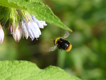 Eine Hummel fliegt eine Beinwell-Blüte an. Wer solche Pflanzen im Garten hat, tut Insekten etwas Gutes. Foto: Archiv/Arkadius Guzy