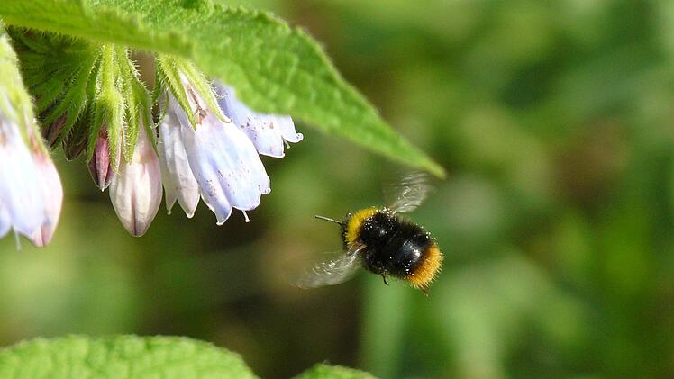 Eine Hummel fliegt eine Beinwell-Blüte an. Wer solche Pflanzen im Garten hat, tut Insekten etwas Gutes. Foto: Archiv/Arkadius Guzy