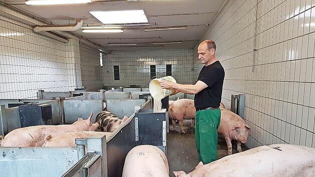 Schlachthof-Betriebsleiter Dirk Gr&uuml;hn k&uuml;mmrt sich auch um das F&uuml;ttern der Schweine im Kulmbacher Schlachthof.
