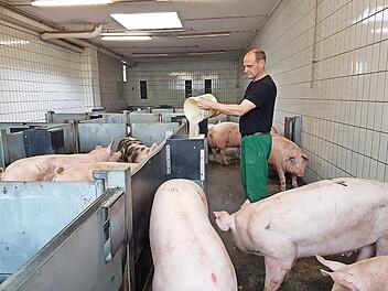 Schlachthof-Betriebsleiter Dirk Grühn kümmrt sich auch um das Füttern der Schweine im Kulmbacher Schlachthof.