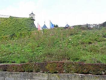 Die Rosenpflanzung am Festungshang unterhalb der Festung Rosenberg soll verschönert werden. Foto: K.- H. Hofmann