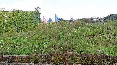 Die Rosenpflanzung am Festungshang unterhalb der Festung Rosenberg soll verschönert werden. Foto: K.- H. Hofmann
