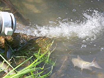 Die Fische lechzen nach dem mit Sauerstoff angereicherten Frischwasser, das über Schlauchleitungen in den See strömt. Foto: Matthias Einwag