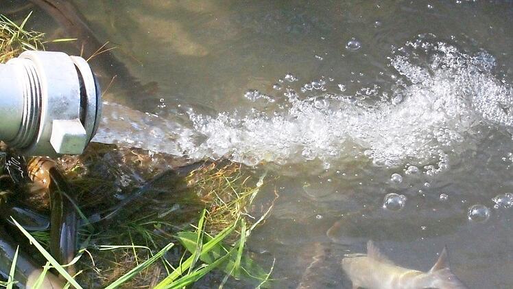Die Fische lechzen nach dem mit Sauerstoff angereicherten Frischwasser, das über Schlauchleitungen in den See strömt. Foto: Matthias Einwag
