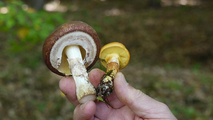 Butterpilz und Goldröhrling