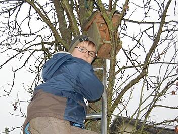 Einsatz im Baum: Tobias holte, auf der Leiter stehend, das alte Nest aus dem Kasten. Foto: Günther Straub