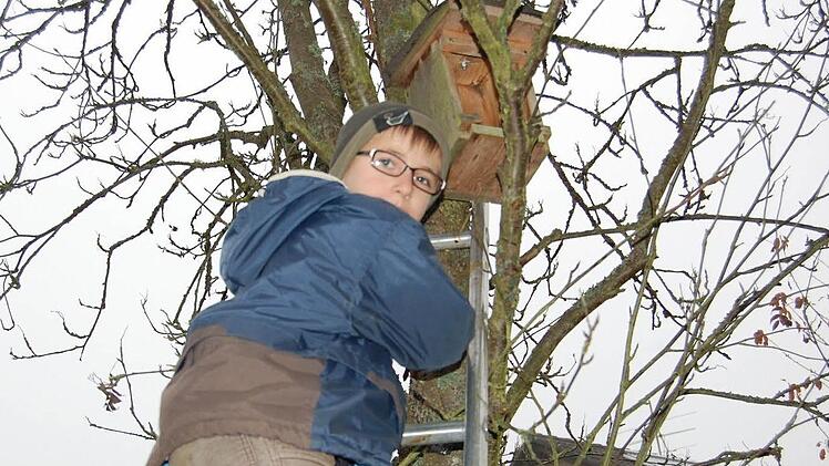 Einsatz im Baum: Tobias holte, auf der Leiter stehend, das alte Nest aus dem Kasten. Foto: Günther Straub