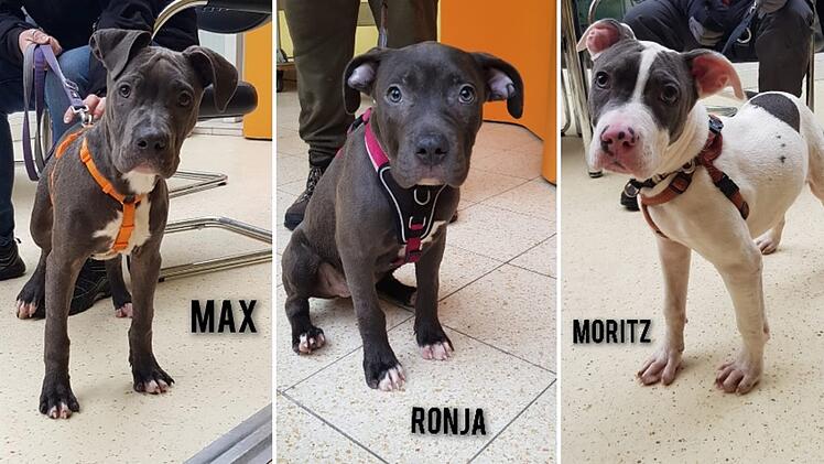 Tierheim Nürnberg: Welpen brauchen neues Zuhause - warum die Suche schwerer werden könnte als sonst