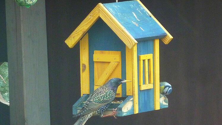 Was macht denn der da? Die kleine Meise (rechts) lässt sich vom Star, der da in ihren Häuschen mit Winterfutter herum räubert, nicht stören.
