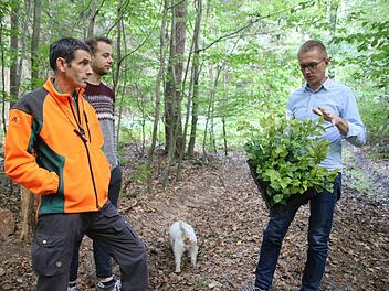 Förster Matthias Schulze, Praktikant Maximilian Wegmann und Andreas Büchner, der Leiter des Pflanzgarten-Stützpunktes Bindlach (von links), erläutern, wie die Forstmitarbeiter Buchensamen "ernten", um daraus kräftige, junge Bäume zu ziehen.Foto: Katrin Geyer