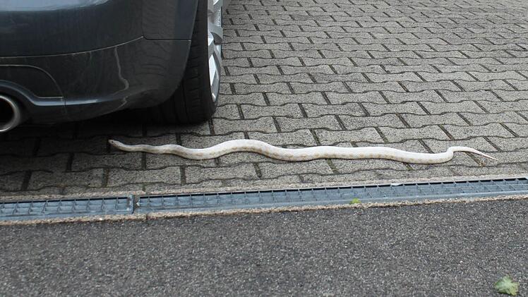 Die Schlange hat für Aufregung gesorgt. Foto: Brigitte Goss.