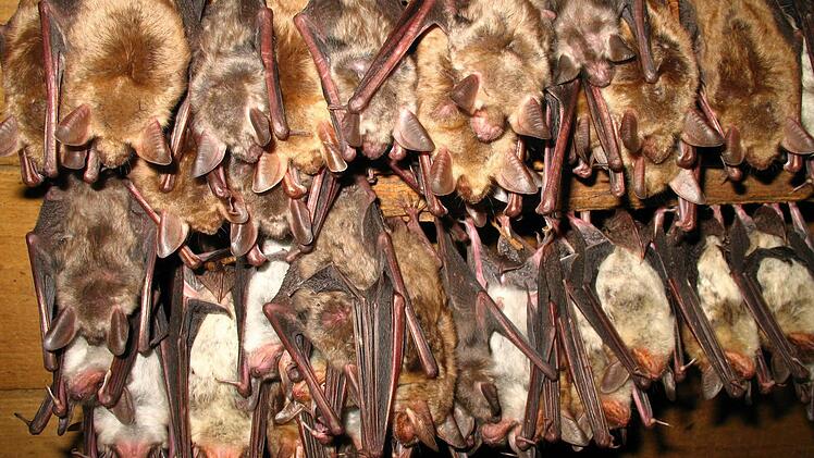 Na, eine Ahnung was das ist? Das Artenkenner-Seminar könnte helfen, die Großen Mausohr-Fledermäuse zu erkennen. Foto: Matthias Hammer