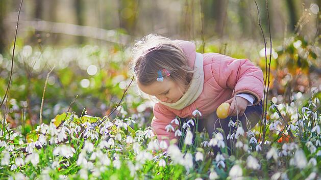 Niedliches kleines M&auml;dchen spielt Eiersuche an Ostern. Kleinkind auf der Suche nach bunten Eiern im Gras mit vielen Schneegl&ouml;ckchen Blumen. Kleines Kind feiert Ostern im Freien im Wald. Fr&uuml;he Ostern mit kaltem Wetter  Cute little girl playing egg hunt on Easter. Toddler looking for colorful eggs in the grass with many snowdrop flowers. Little kid celebrating Easter outdoors in forest. Early Easter with cold weather