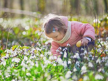 Niedliches kleines M&auml;dchen spielt Eiersuche an Ostern. Kleinkind auf der Suche nach bunten Eiern im Gras mit vielen Schneegl&ouml;ckchen Blumen. Kleines Kind feiert Ostern im Freien im Wald. Fr&uuml;he Ostern mit kaltem Wetter  Cute little girl playing egg hunt on Easter. Toddler looking for colorful eggs in the grass with many snowdrop flowers. Little kid celebrating Easter outdoors in forest. Early Easter with cold weather
