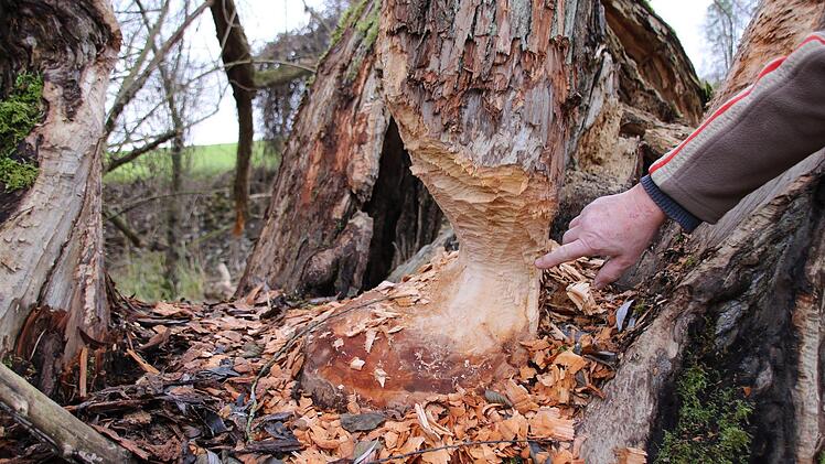 Bilder von der Teichanlage des ASV Hammelburg oberhalb von Obereschenbach. Foto: Ralf Ruppert