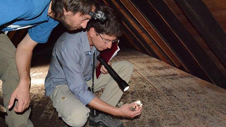 Matthias Hammer (rechts) mit Peter Piel (von der Unteren Naturschutzbehörde am Landratsamt Bad Kissingen) während einer "Sommerkontrolle" eines Fledermaus-Quartiers. Die weiblichen Tiere ziehen den Nachwuchs in Kolonien auf - ohne die Männchen. Foto: Elisabeth Assmann