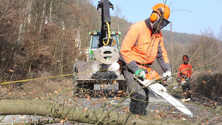Baumfällarbeiten in der Au.  Foto: Robert Huger