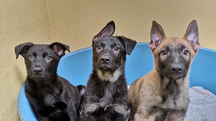 Tierheim Nürnberg: 99 Hunde aus illegalem Transport "endlich freigegeben" - nach fast zwei Jahren
