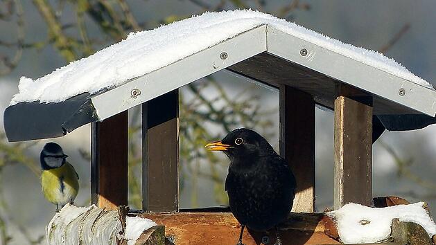 Bereits vor dem ersten Wintereinbruch sollten die V&ouml;gel deine Futterstelle entdeckt haben.