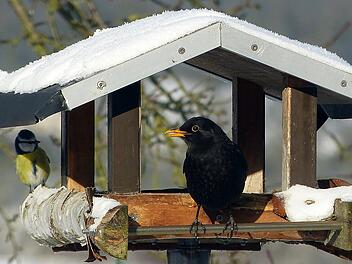 Bereits vor dem ersten Wintereinbruch sollten die Vögel deine Futterstelle entdeckt haben.