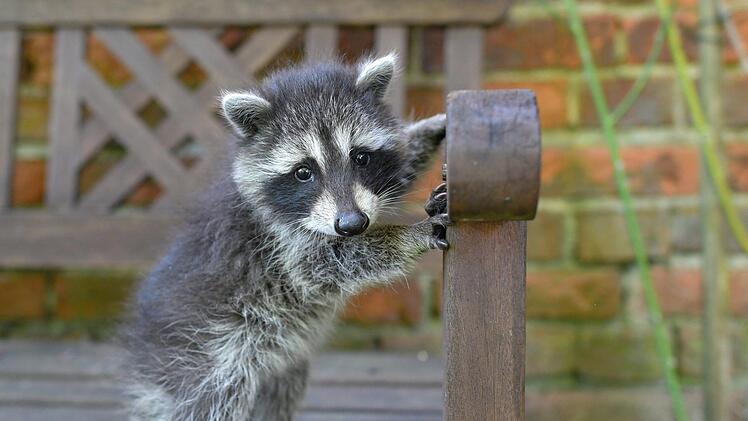 Hand aufs Herz: Den möchte man doch adoptieren, oder? Das wäre aber der falsche Weg. Wenn ein Waschbär schon so nah ans Haus gekommen ist, hilft es nur noch, ihm den Aufenthalt so unkomfortabel wie möglich zu machen. Foto: Patrick Pleul/dpa
