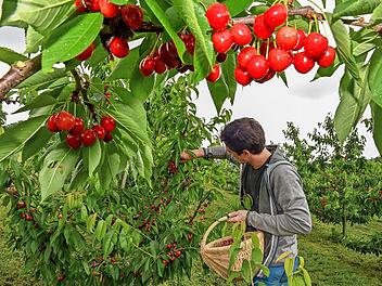 Ein Kirschbaum steht im Mittelpunkt eines Millionenprojekts zur Entwicklung neuer Technologien.
