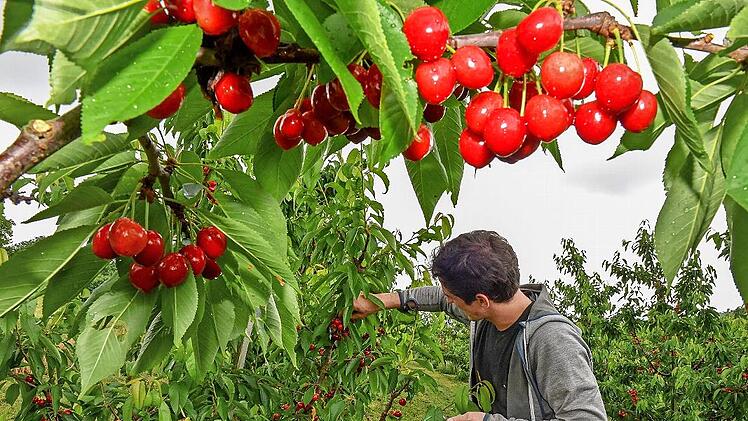 Ein Kirschbaum steht im Mittelpunkt eines Millionenprojekts zur Entwicklung neuer Technologien.