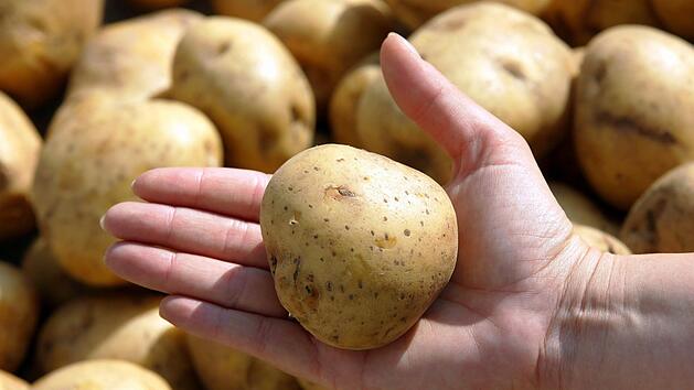 Die Ernte von Fr&uuml;hkartoffeln kann um drei Wochen vorgezogen werden. Symbolfoto: Gero Breloer, dpa