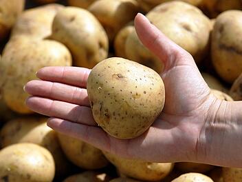 Die Ernte von Frühkartoffeln kann um drei Wochen vorgezogen werden. Symbolfoto: Gero Breloer, dpa