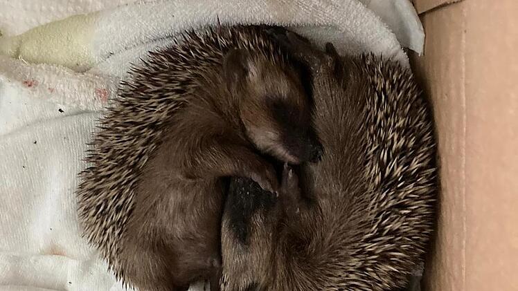 Eingerollt und warm...