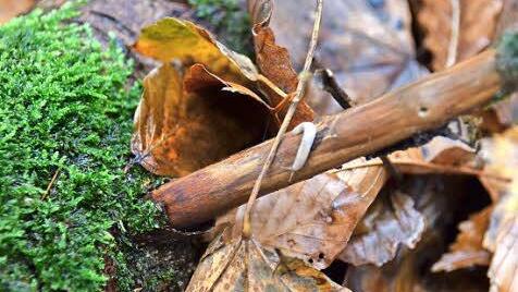 Totholz ist wichtiger Lebensraum, nicht nur für Pilze und Insekten. Hier kriecht eine kleine Schnecke an einem Ast entlang.