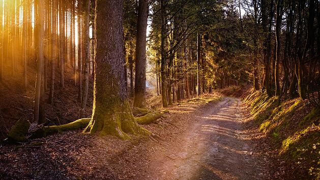 Viele Menschen suchen Erhohlung im Wald. Doch darf man auch mit dem Auto auf Waldwegen fahren?