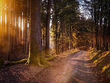 Viele Menschen suchen Erhohlung im Wald. Doch darf man auch mit dem Auto auf Waldwegen fahren?