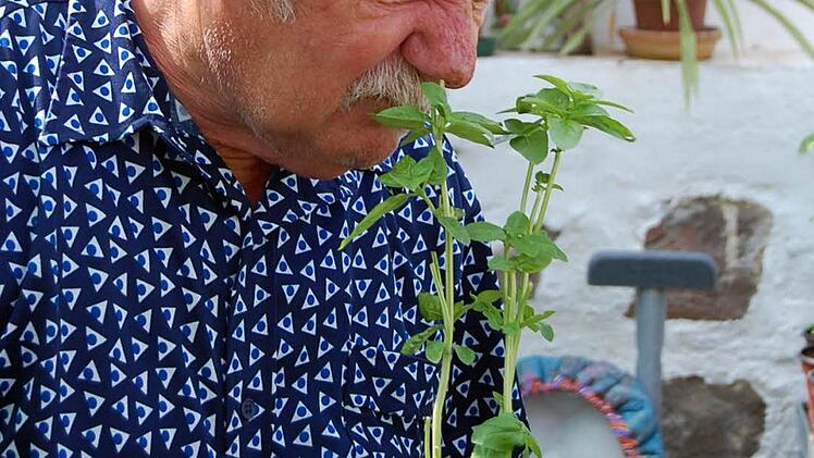 Der Senior im Gewächshaus: Erhard Pickl prüft Gewürzpflanzen.