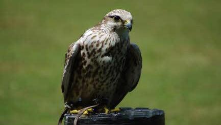 Saker-Jagdfalke