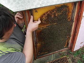 Rund um den Rahmen müssten die Waben eigentlich randvoll sein, meint Dieter Schölzke, Vorsitzender des Münnerstädter Imkervereins. Schon im Juni musste er viele seiner Bienen füttern, so früh wie noch nie. Foto: Carmen Schmitt