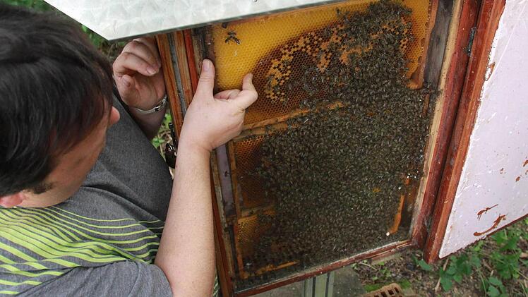 Rund um den Rahmen müssten die Waben eigentlich randvoll sein, meint Dieter Schölzke, Vorsitzender des Münnerstädter Imkervereins. Schon im Juni musste er viele seiner Bienen füttern, so früh wie noch nie. Foto: Carmen Schmitt