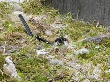 Schön ausgepolstert hat der kleine Vogel sein Nest am Kreuzweg.