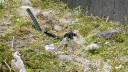 Schön ausgepolstert hat der kleine Vogel sein Nest am Kreuzweg.