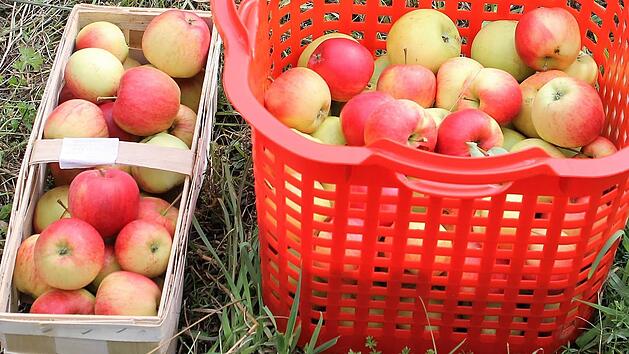 Zum Lagern brauchen &Auml;pfel eine relativ hohe Luftfeuchtigkeit und k&uuml;hle Temperaturen. Bild: Jupp Schr&ouml;der