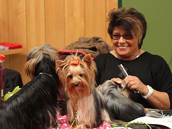 Auch die "Frisur" muss natürlich für den Auftritt im Ring stimmen und die Yorkshire lassen diese Zeremonie auch gerne gefallen. Fotos: Günther Geiling