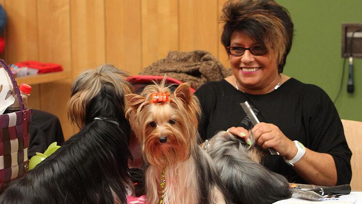 Auch die "Frisur" muss natürlich für den Auftritt im Ring stimmen und die Yorkshire lassen diese Zeremonie auch gerne gefallen. Fotos: Günther Geiling