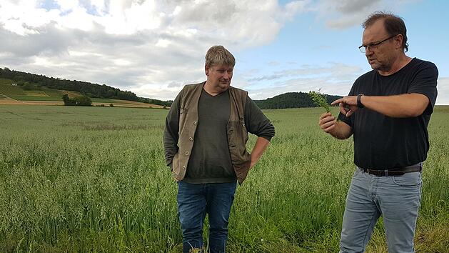 Landwirt J&uuml;rgen Simon mit Naturlandberater Werner Vogt-Kaute (rechts) am Linsen-Hafer-Feld bei Westheim.