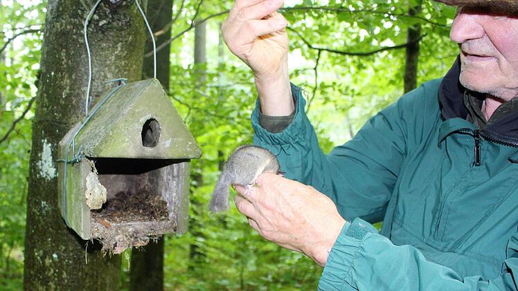 Herbert Schuhmann kontrolliert von Zeit zu Zeit die Nistkästen, die er rund um Schönderling aufgehängt hat.  Foto: Julia Raab