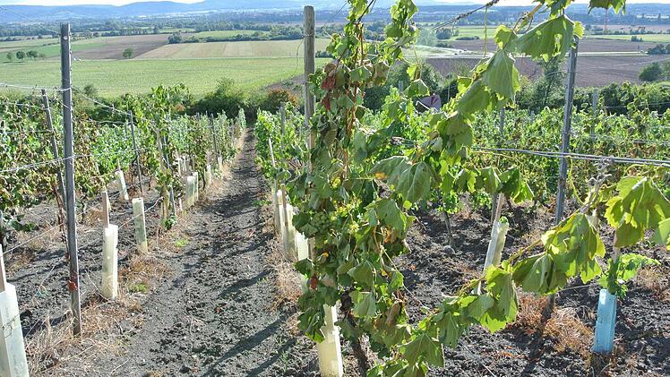 Fast ein Drittel des Weinbergs hat der Unbekannte bereits gezielt zerstört.
